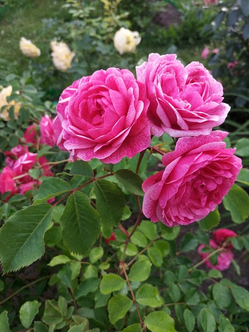 Роза Морден Руби